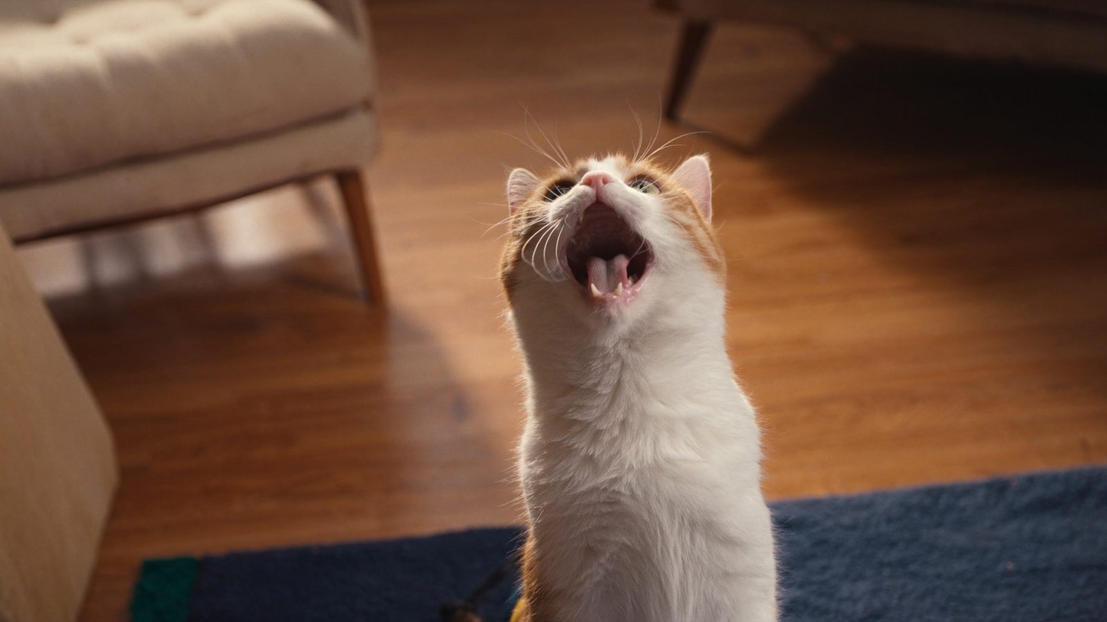 Saco de pienso seco para gatos junto a un cuenco
