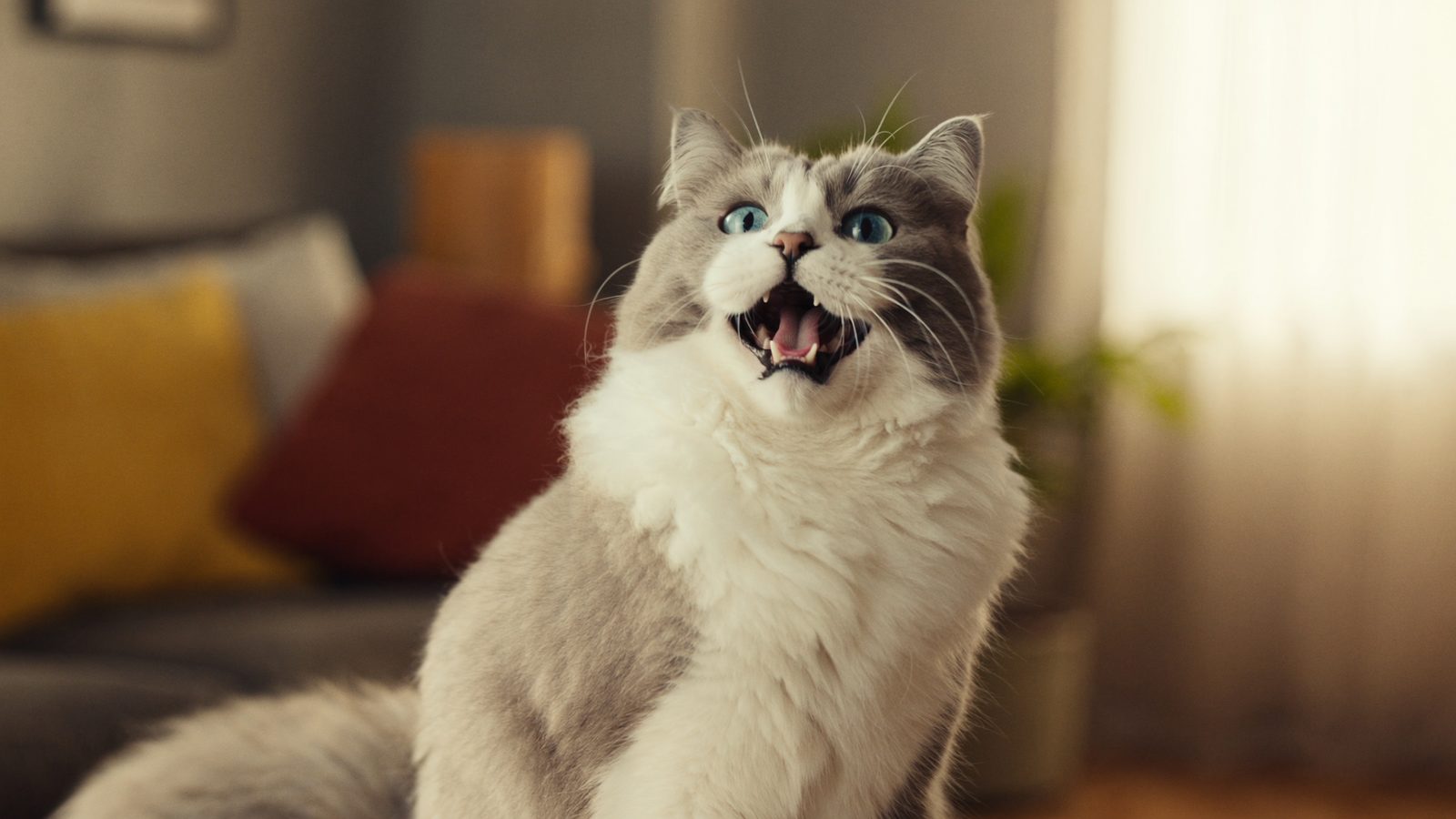 Advance urinary gatos 8 kg