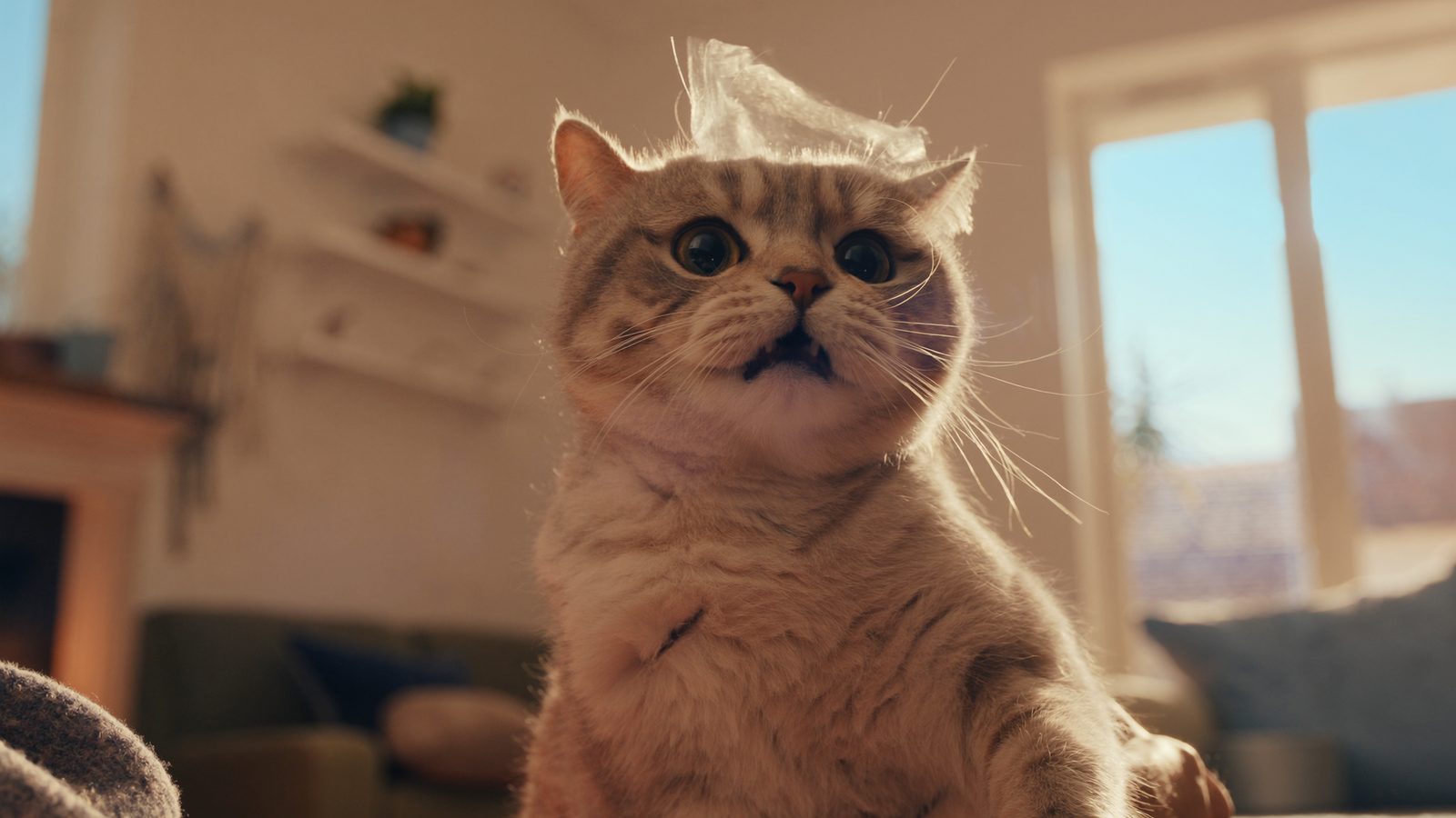 Alternativas a alergias alimentarias en gatos sintomas y die