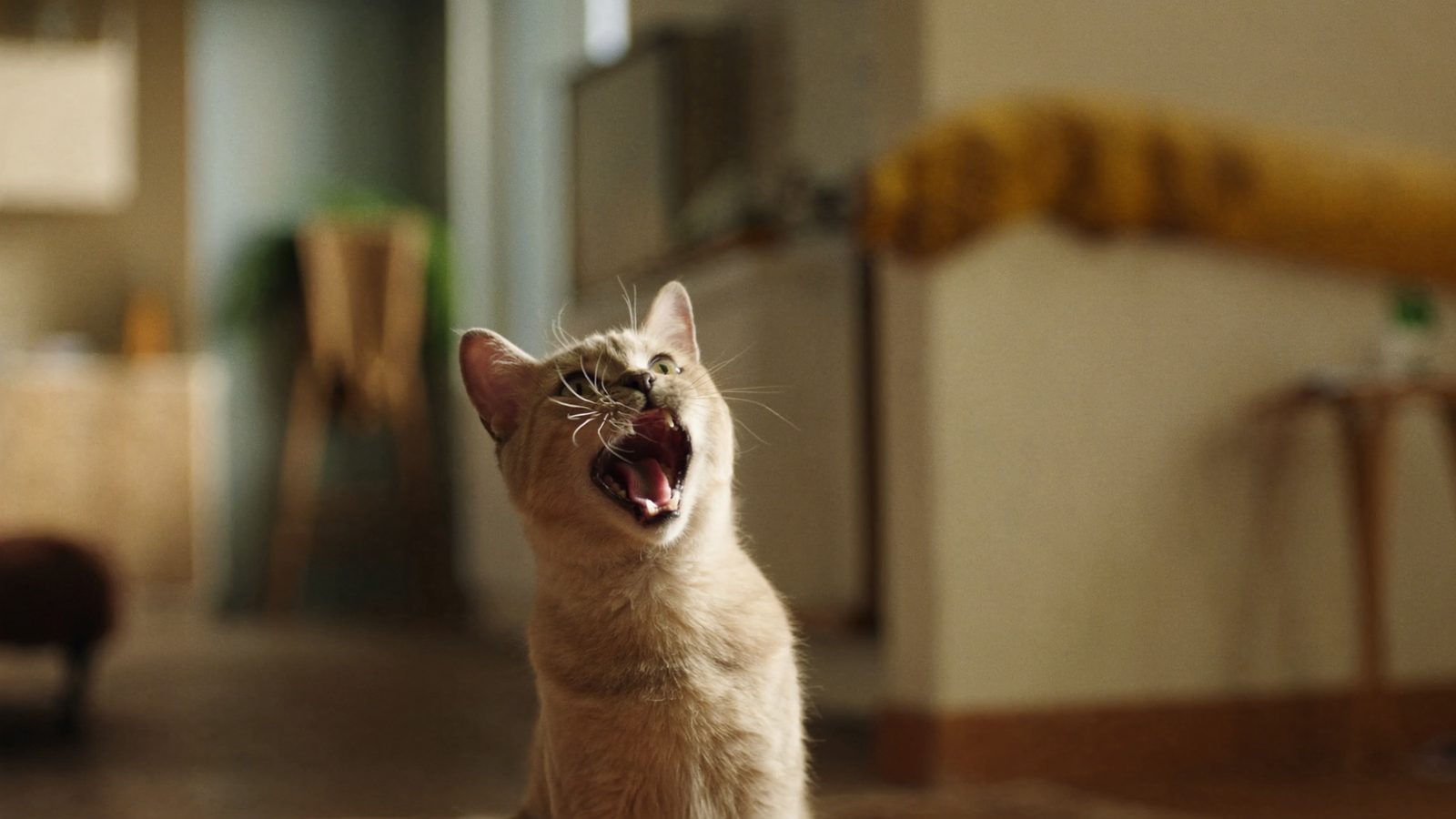 Alternativas a pienso sin cereales para gatos merece la pena