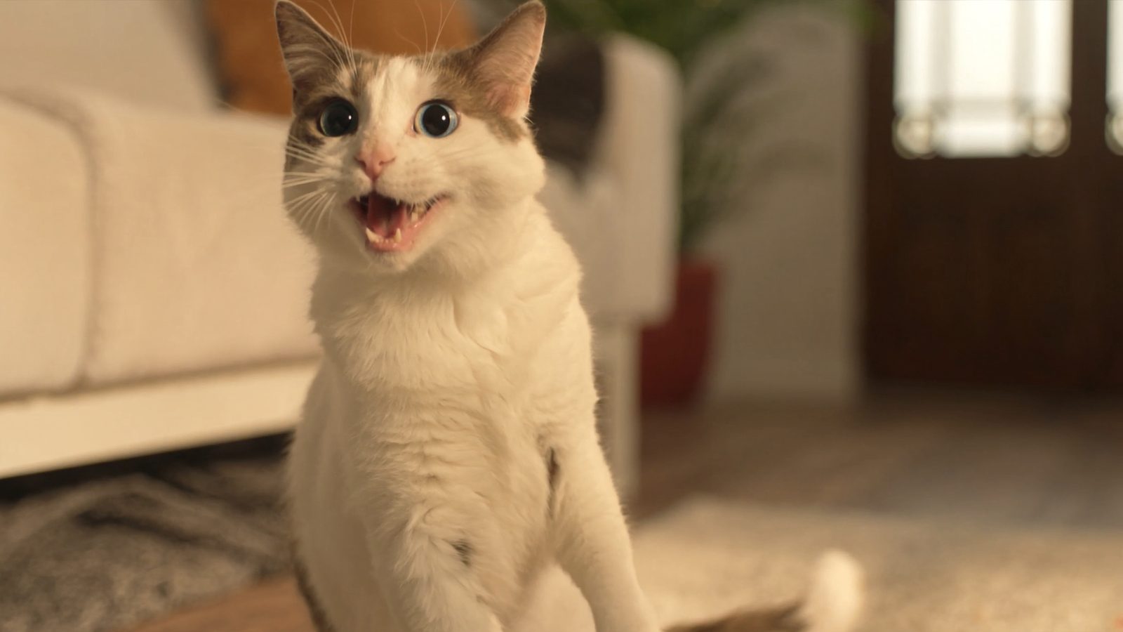 Animigo suplementos gatos
