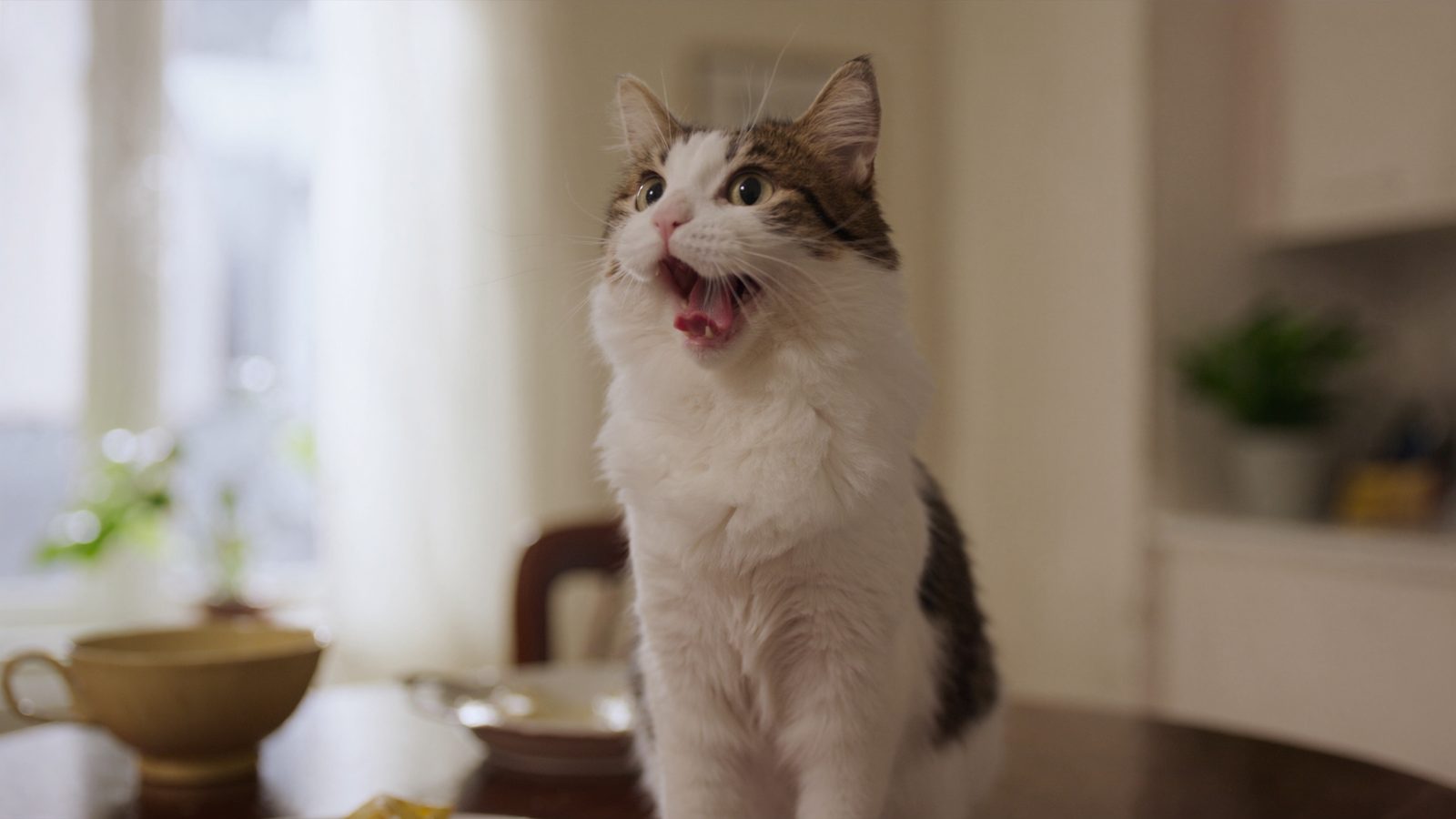 Comida casera gatos