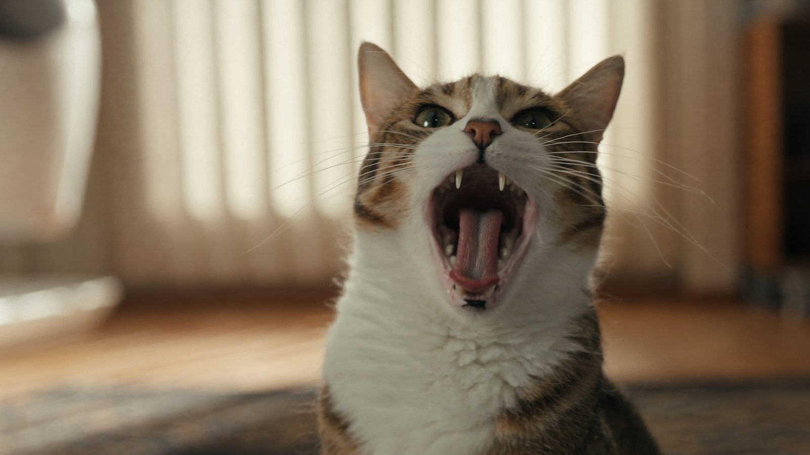 Comida humeda gato senior sin dientes