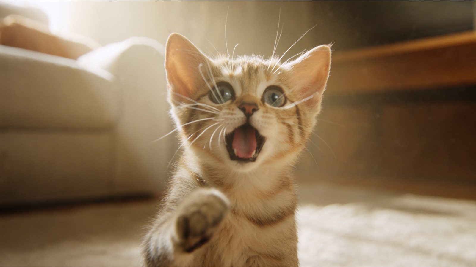 Comida para gatitos royal canin