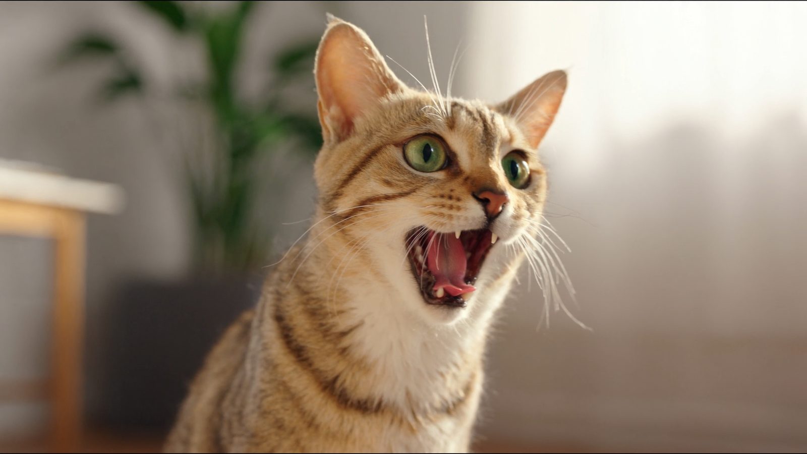Como elegir alimentacion natural para gatos dieta barf felin
