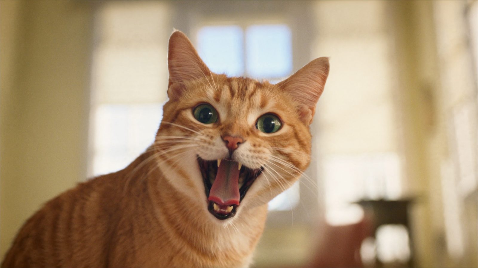 Criadores pienso gatos