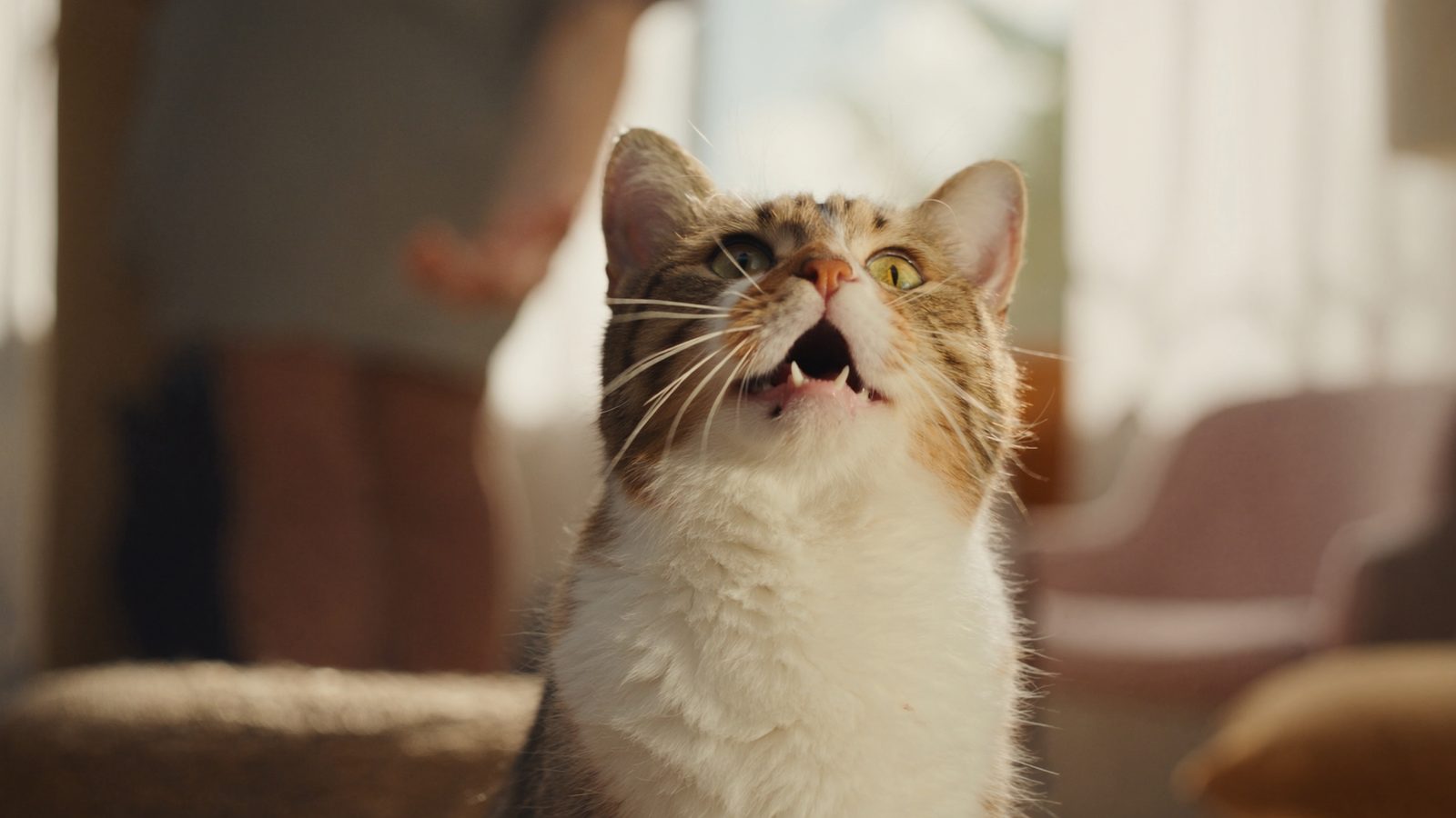 Cual es mejor alimentacion natural para gatos dieta barf fel