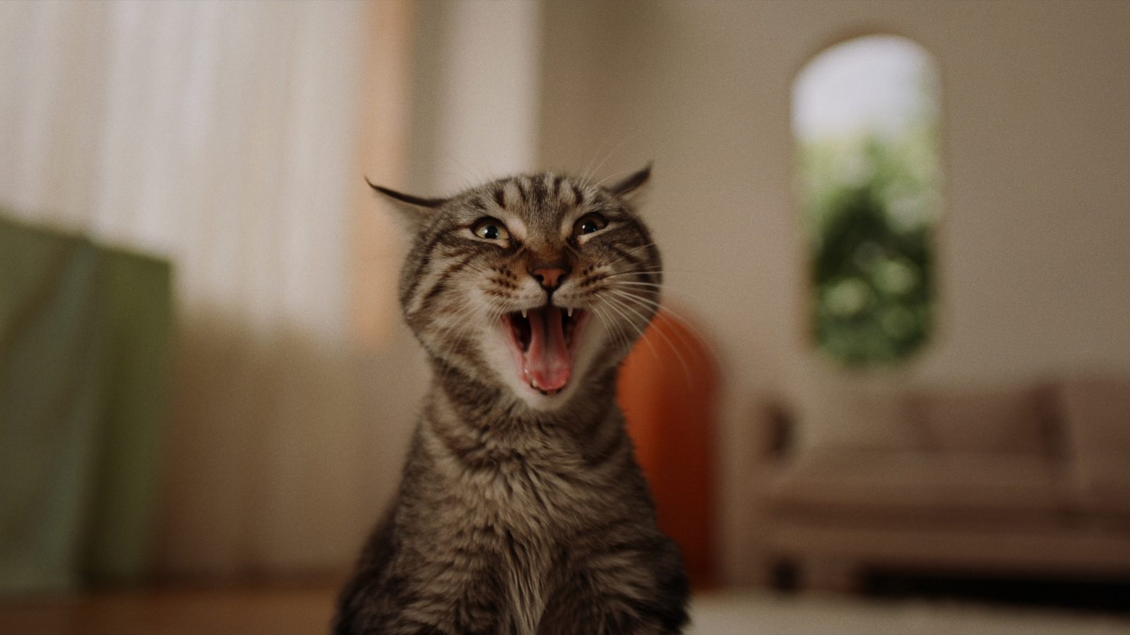 Cual es mejor mi gato no quiere comer causas y soluciones