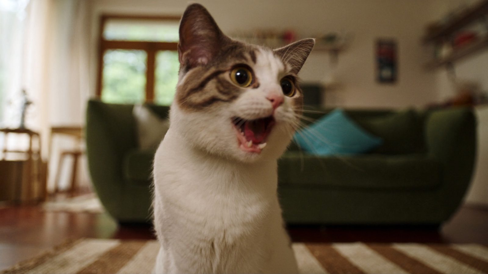 Cuando conviene comida para gatos del supermercado vale la p
