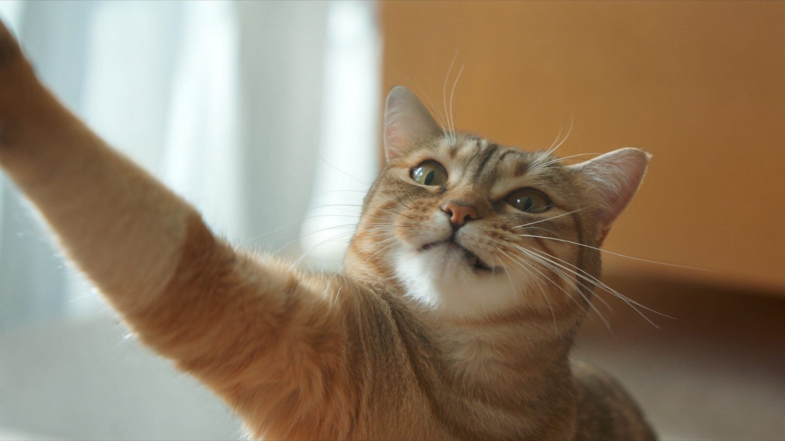 Cuando conviene mejor pienso para gatos calidad precio 2026
