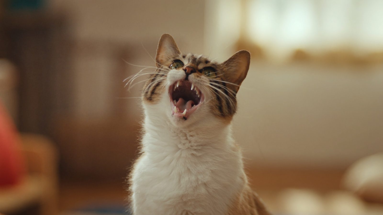 Cuanto vale mi gato no quiere comer causas y soluciones