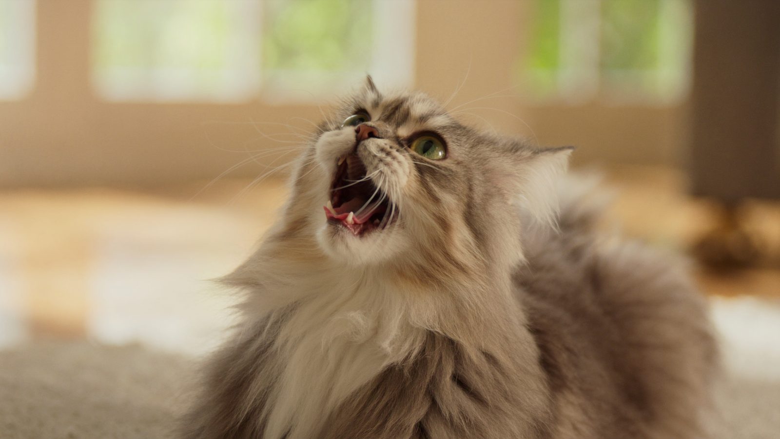 Dieta barf gatos