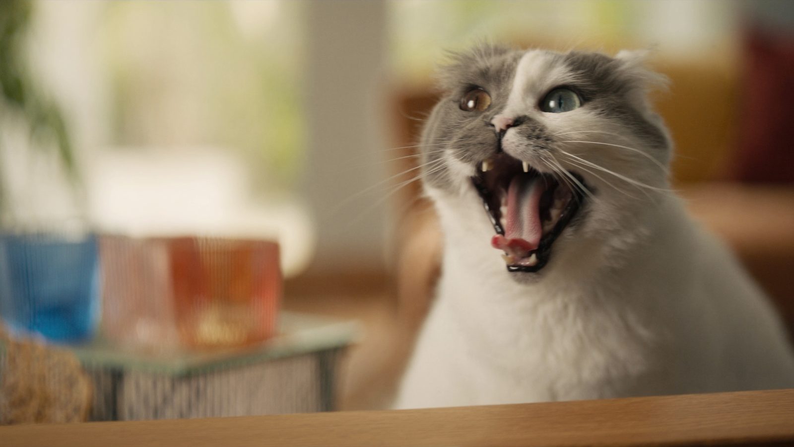 Diferencias entre comida para gatos con insuficiencia renal