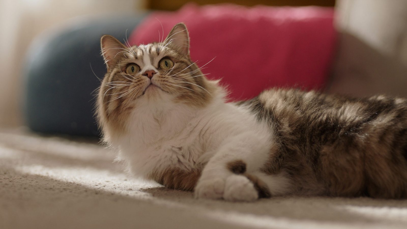 Diferencias entre purina pro plan para gatos merece la pena
