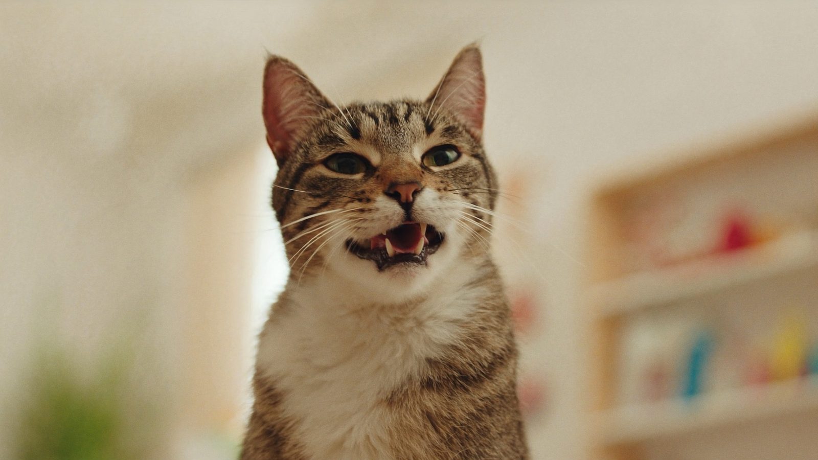 Diferencias entre royal canin vs hills para gatos cual es me