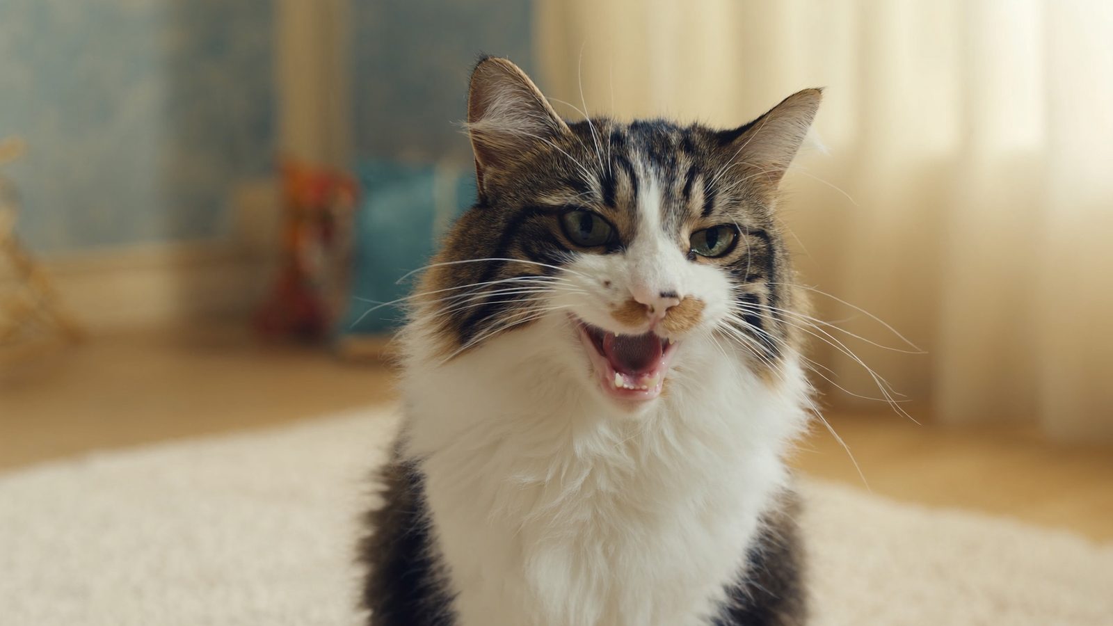 Donde encontrar alergias alimentarias en gatos sintomas y di