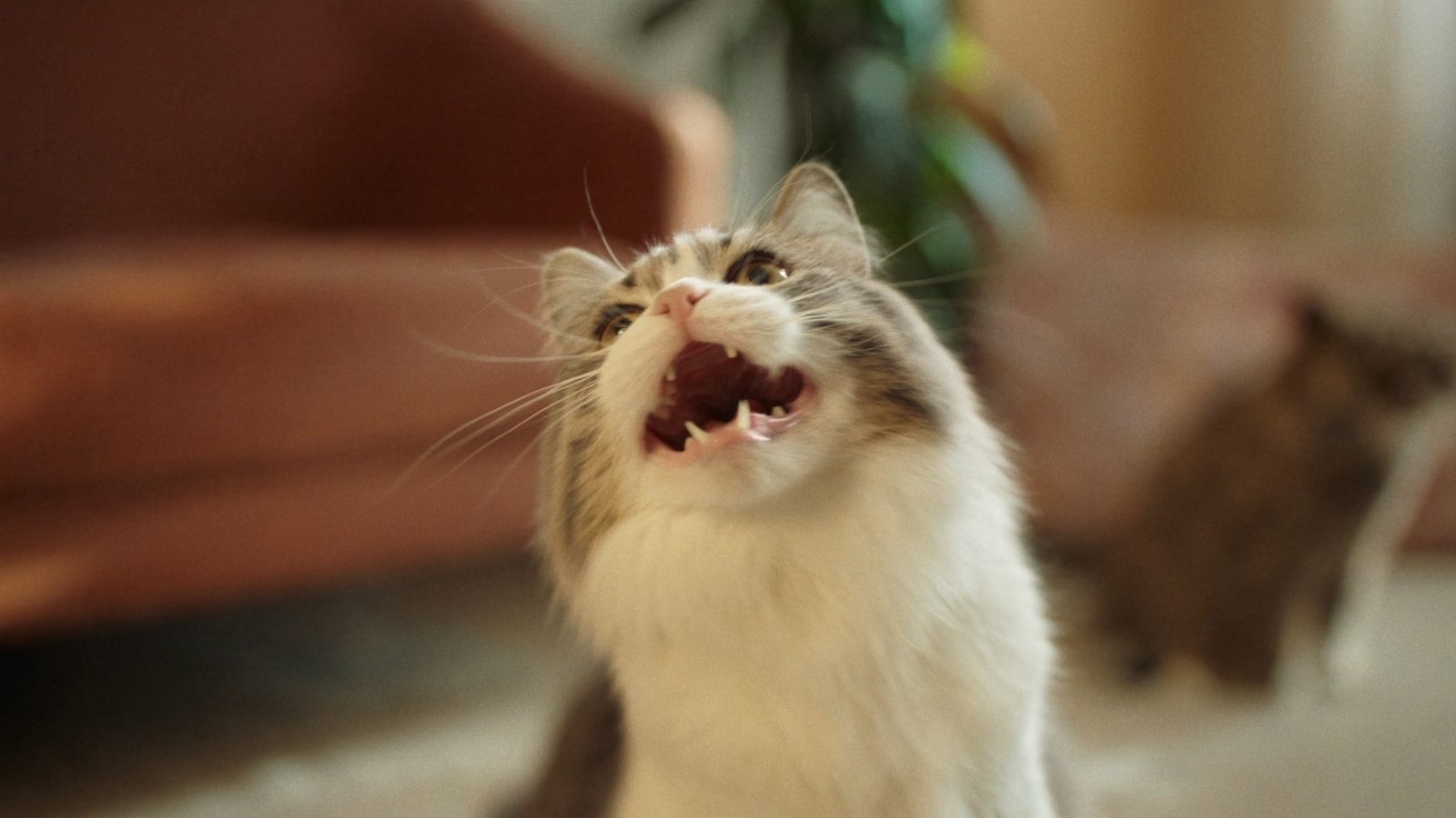 Donde encontrar purina pro plan para gatos merece la pena