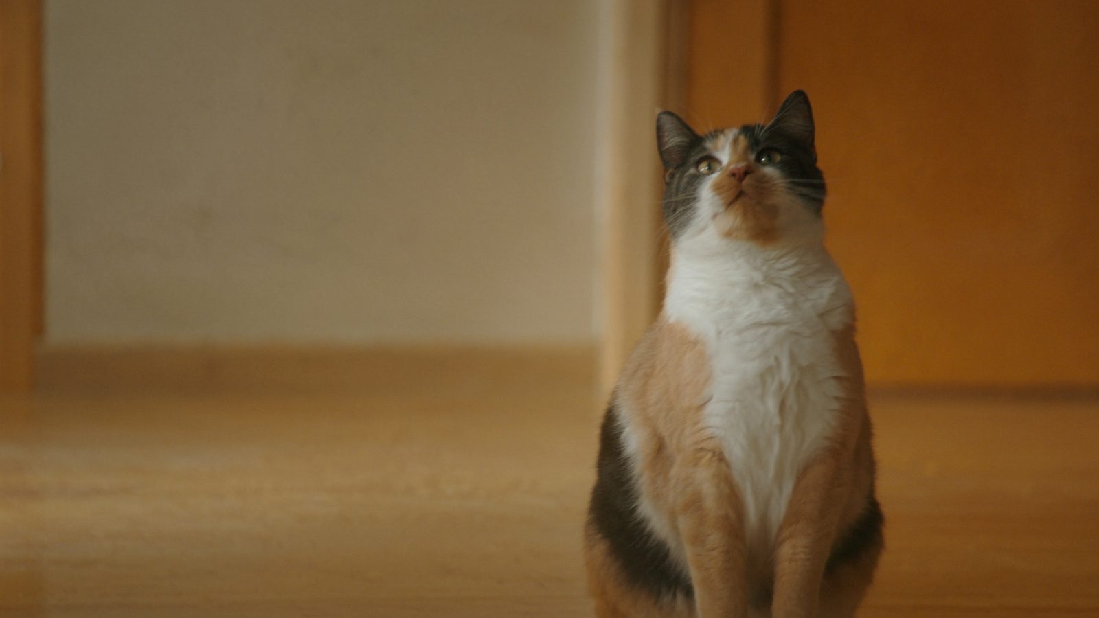 Falla renal en gatos