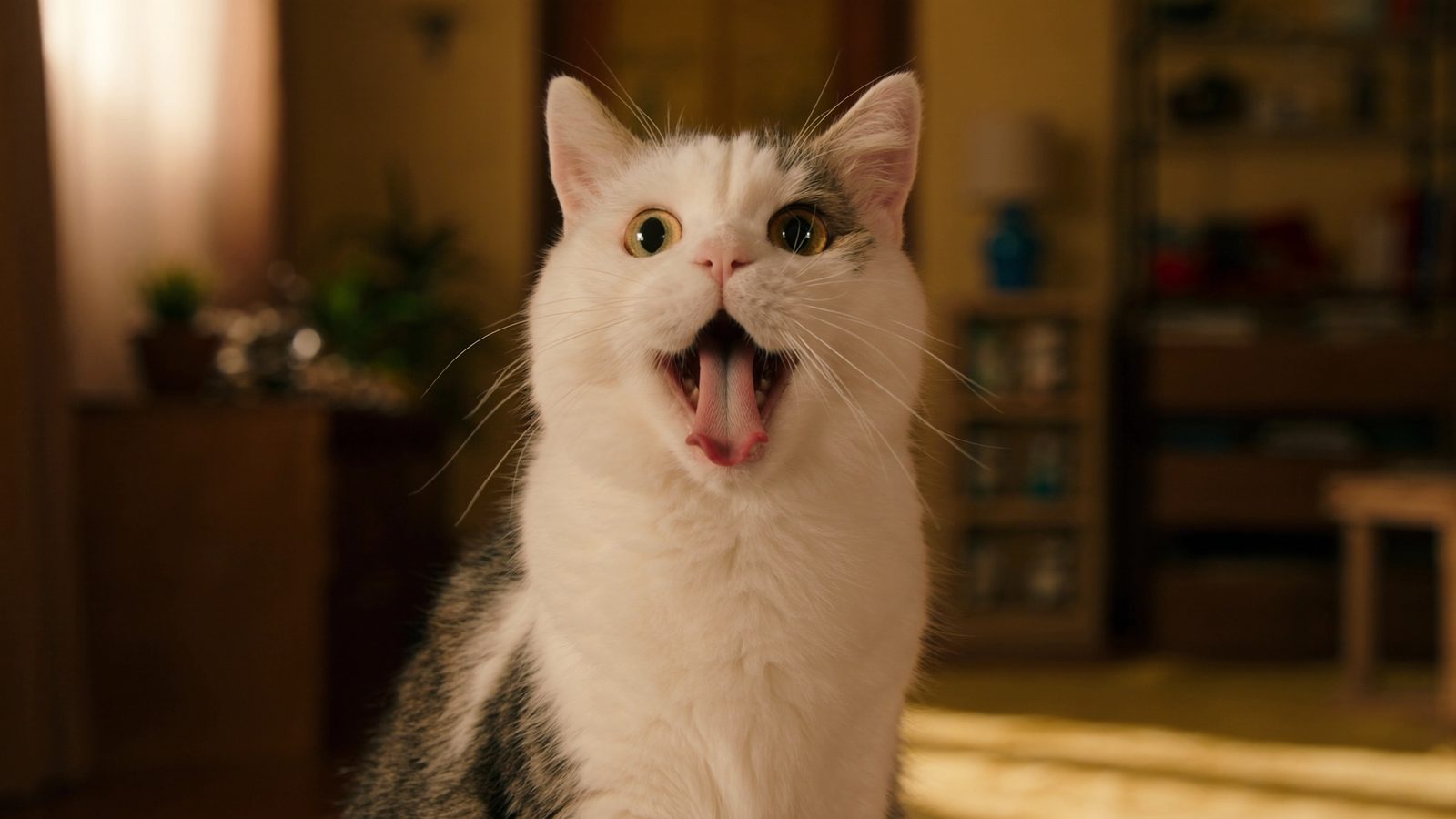 Gosbi gatos esterilizados