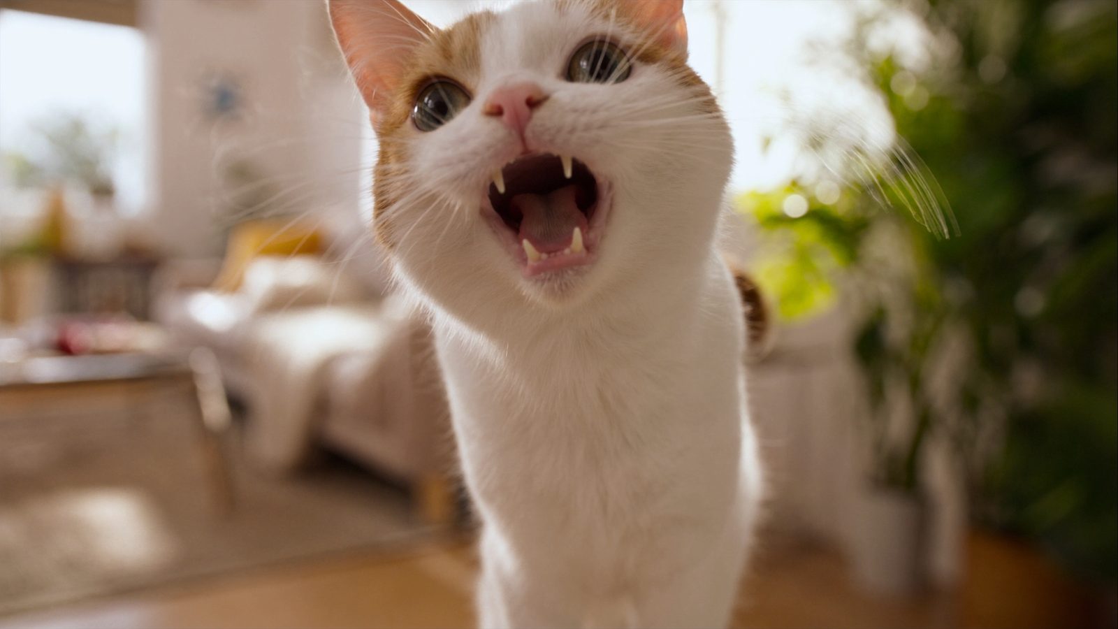 Hill s digestive care gatos