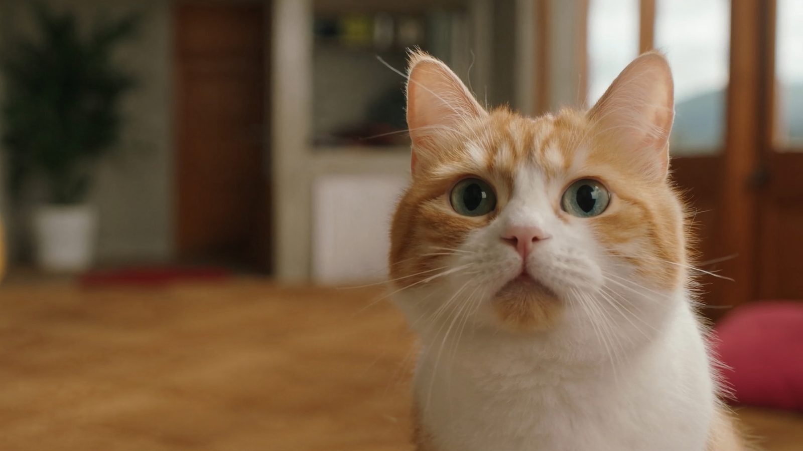 Hogar perfecto para gatos