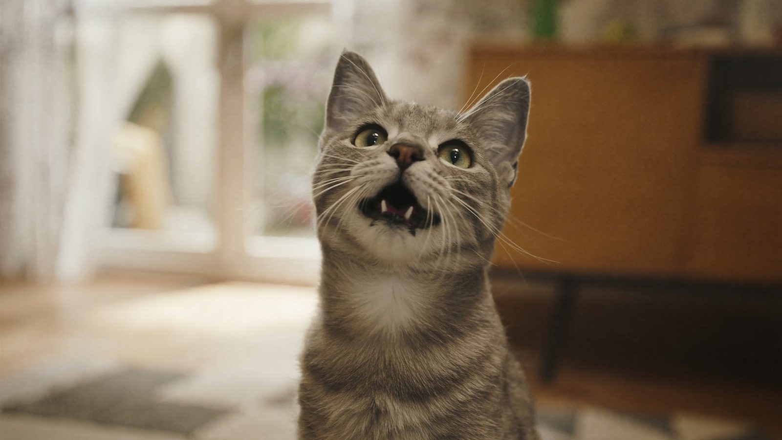 La mejor comida para gatos