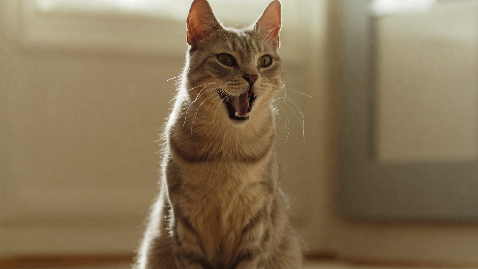 Mejor arena para gatos