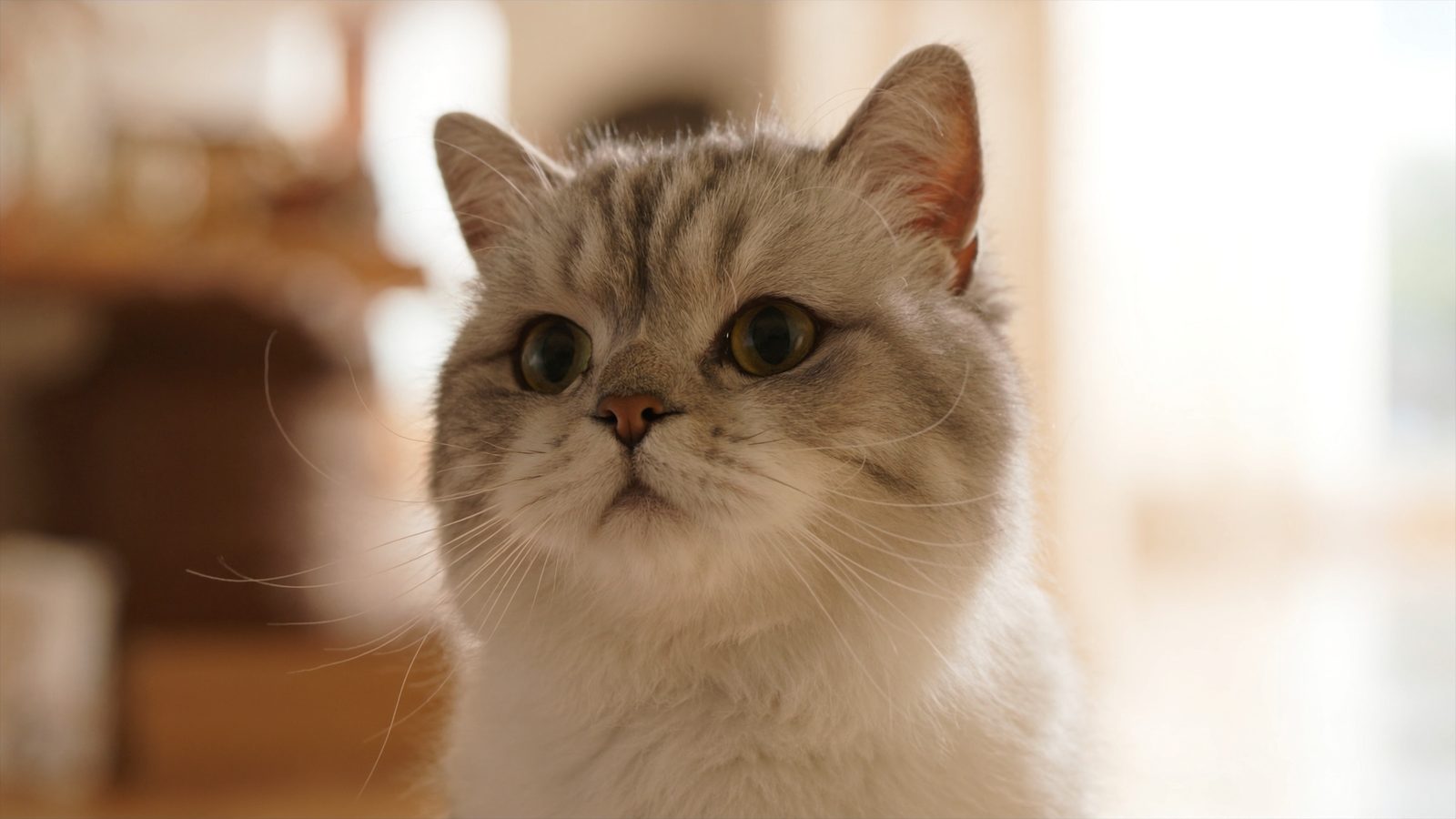 Mejor comida para gatos ocu