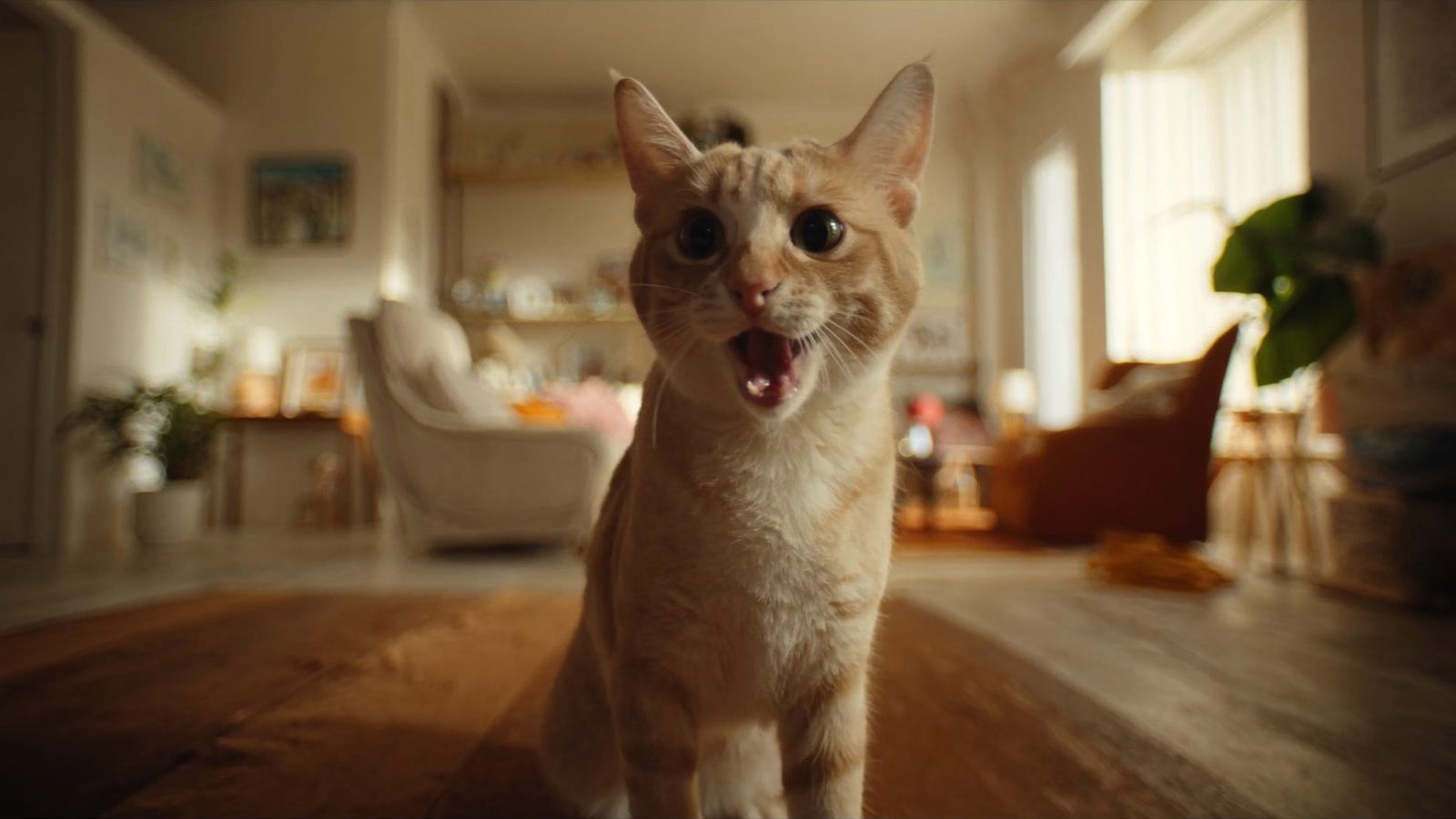 Mejor pienso gatitos esterilizados