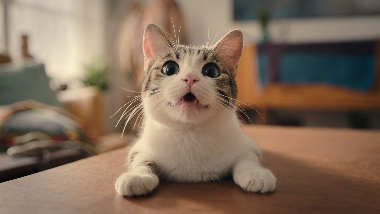 Mejor pienso gato cachorro