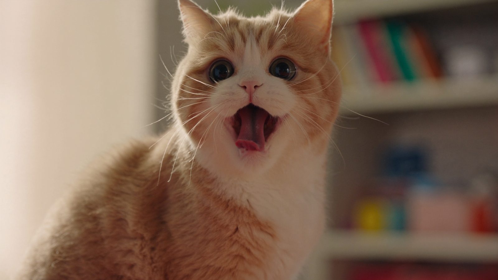 Mejor pienso gato esterilizado