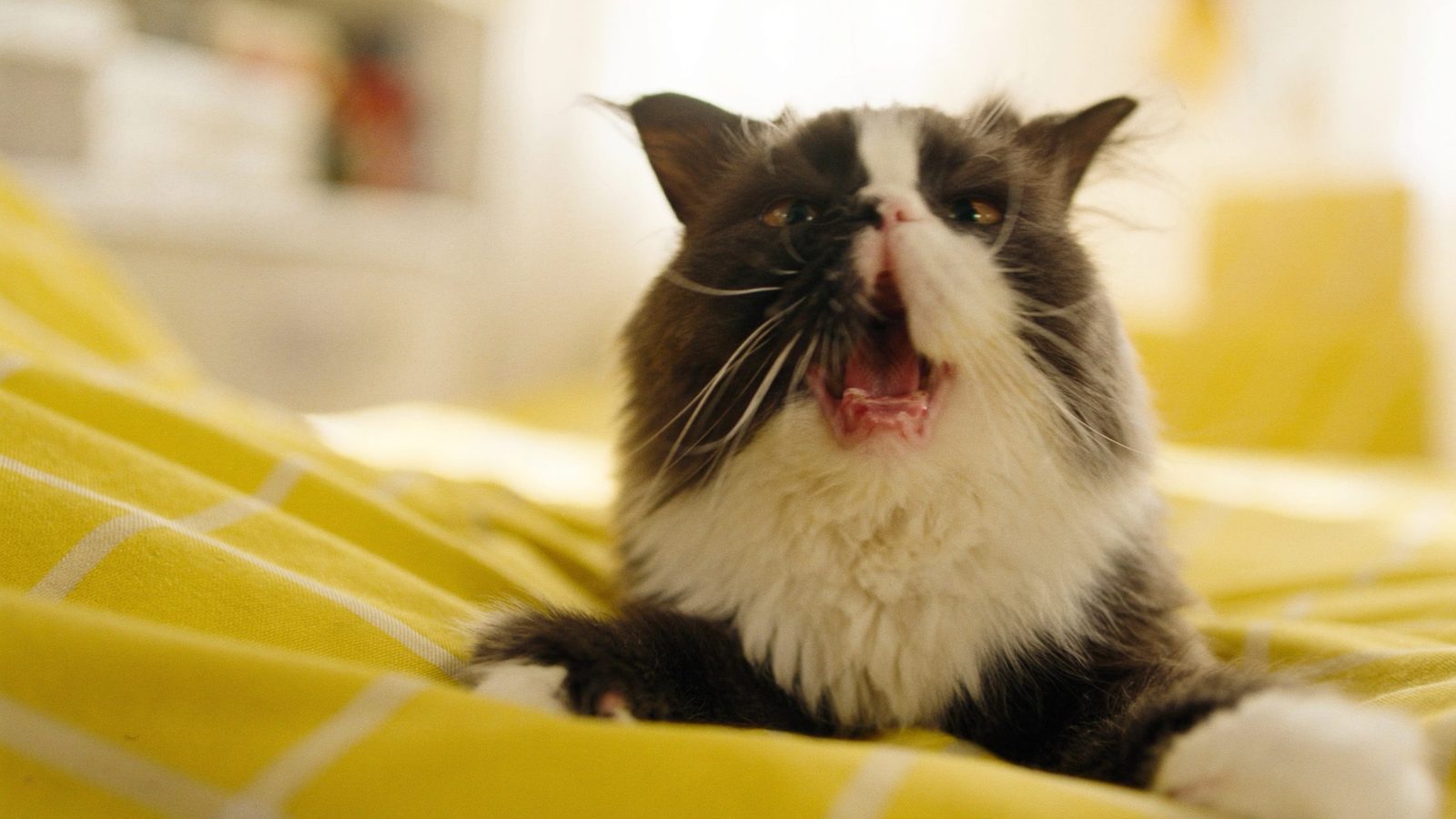 Mejor pienso gato persa