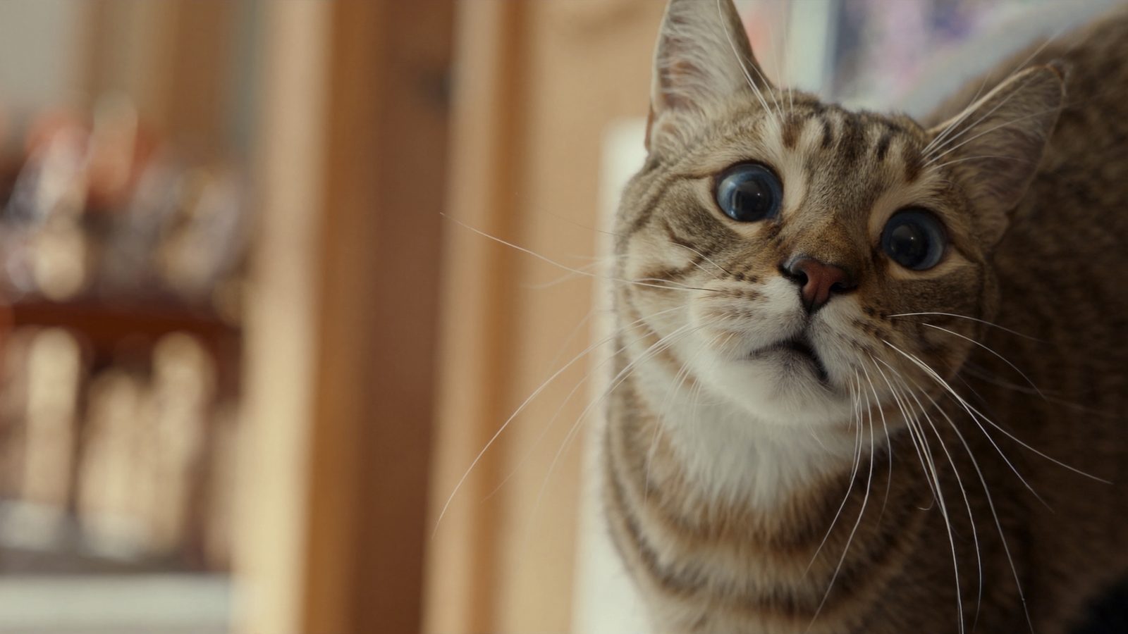 Mejor pienso gato senior