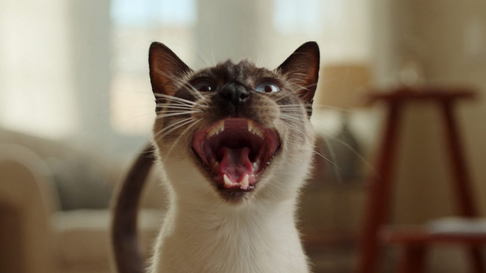 Mejor pienso gato siames
