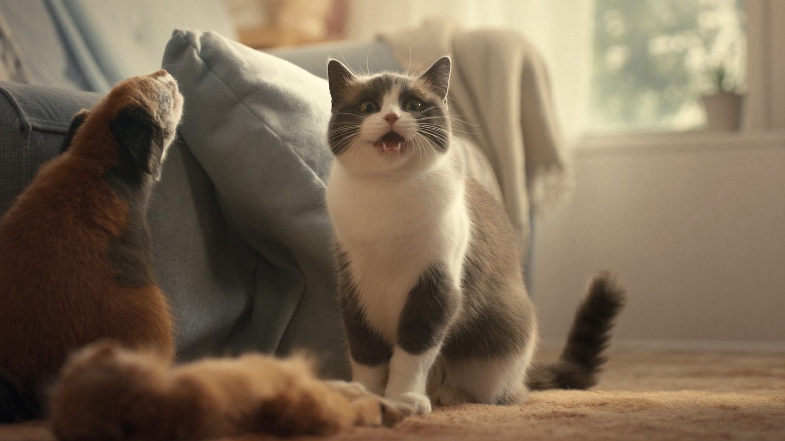 Mejor pienso para gatos adultos 2026