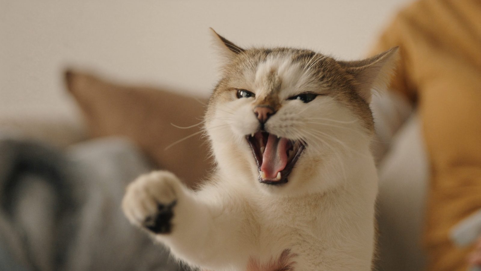 Merece la pena alergias alimentarias en gatos sintomas y die