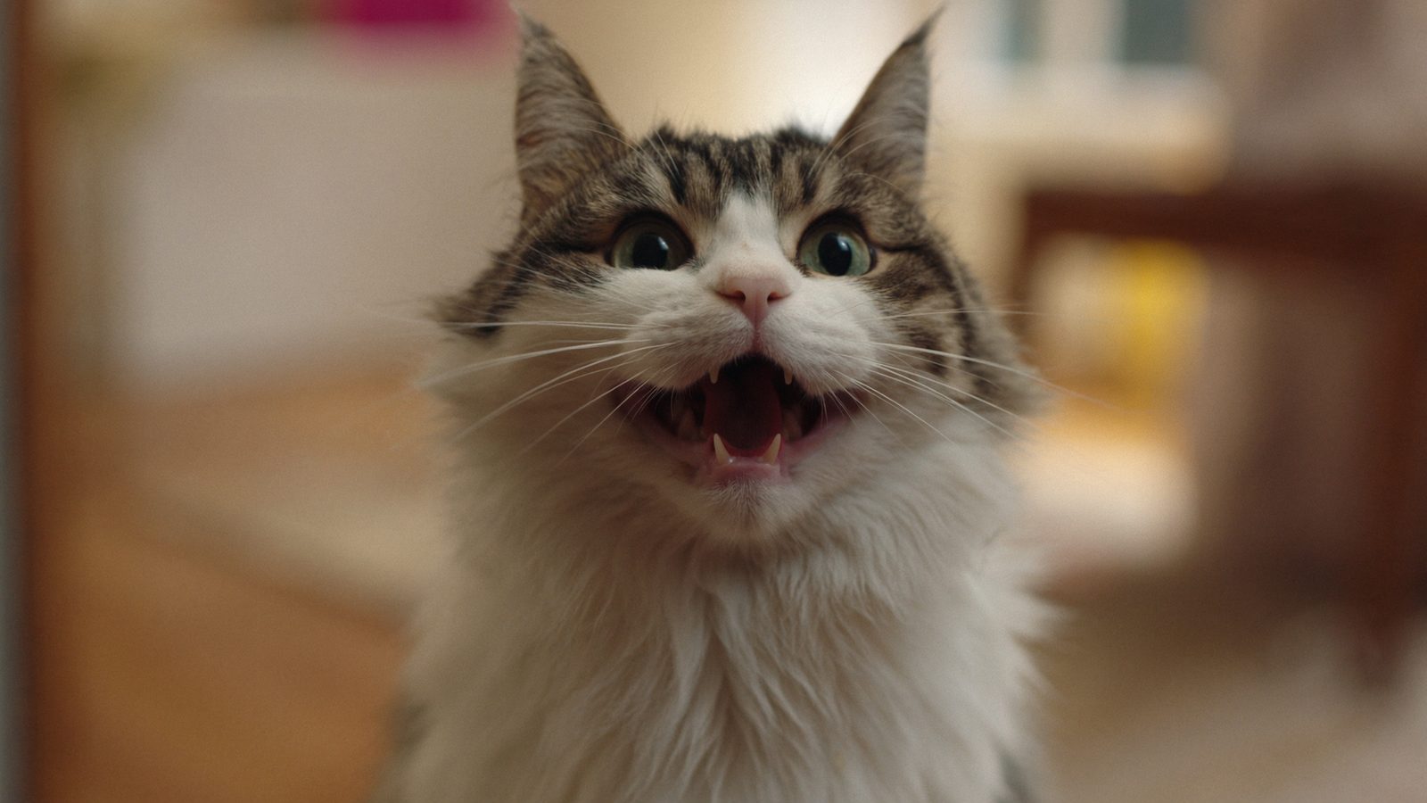 Merece la pena alimentacion natural para gatos dieta barf fe