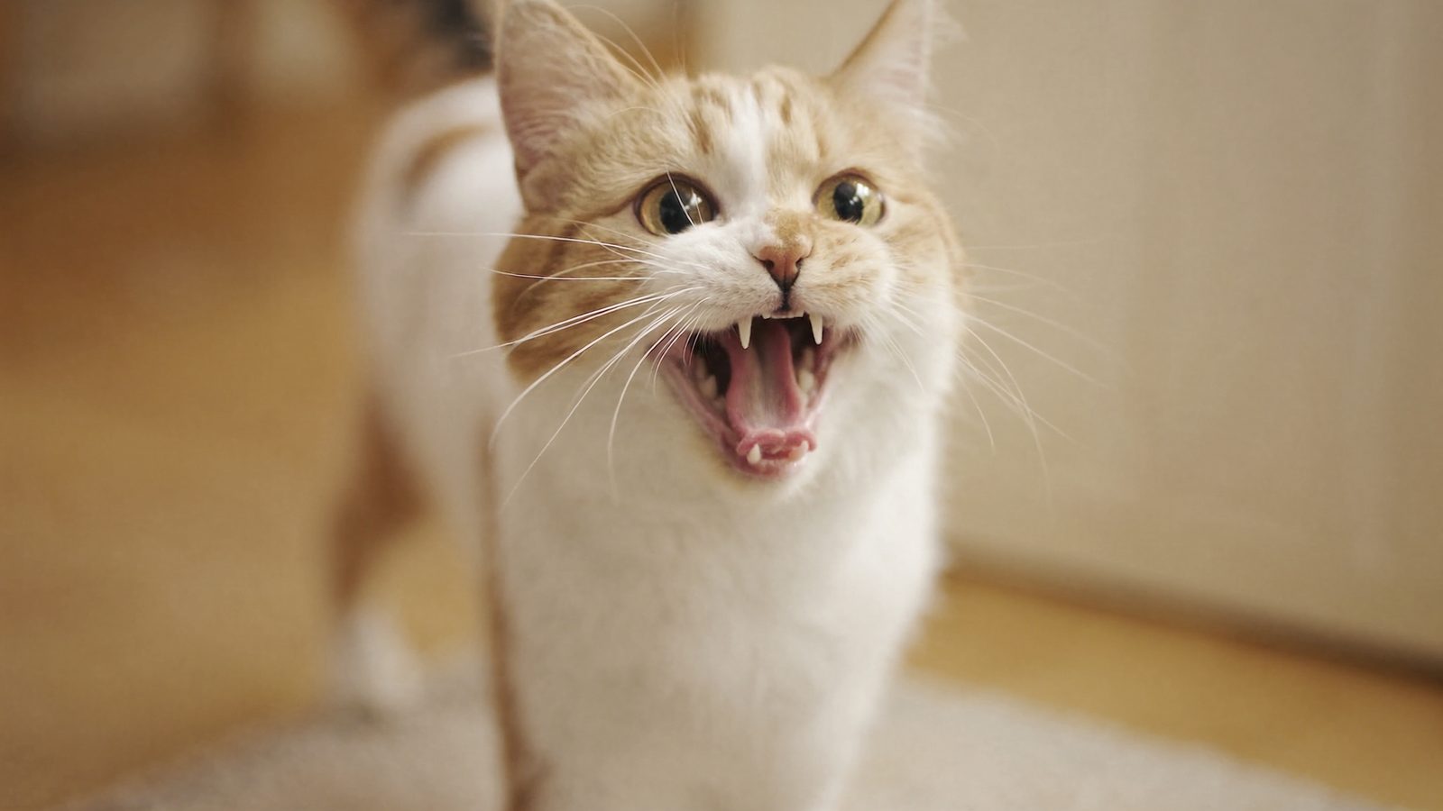 Pasos para comida humeda vs pienso para gatos que es mejor