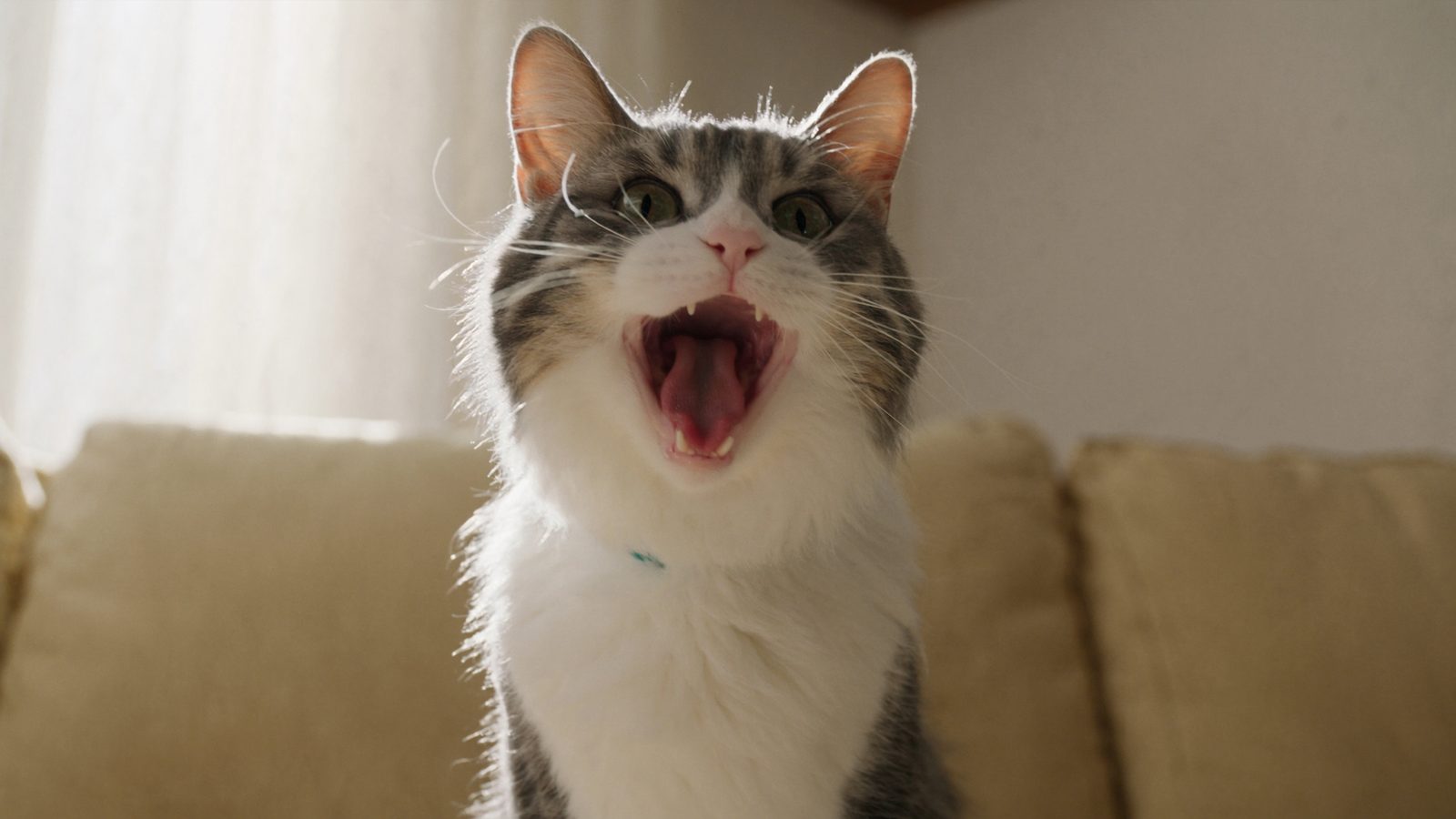 Pasos para gato mayor de 10 anos que pienso necesita