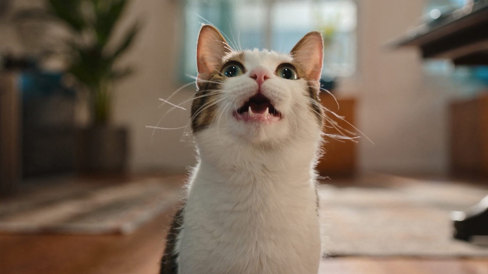 Pasos para marcas de comida natural para gatos en espana