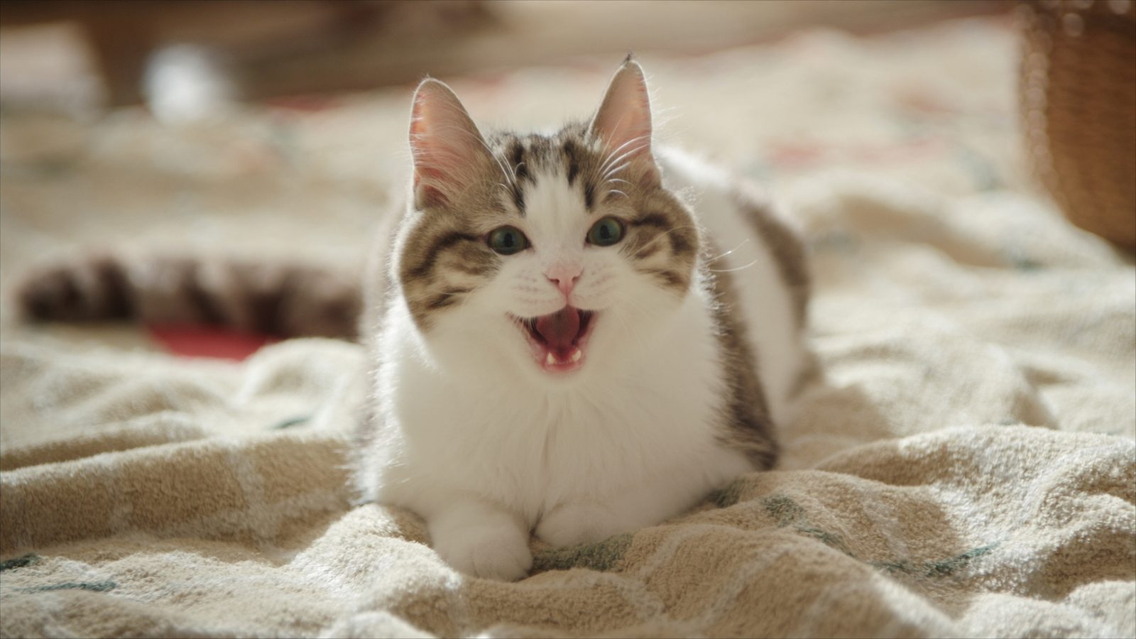 Pienso gato cachorros sin cereales