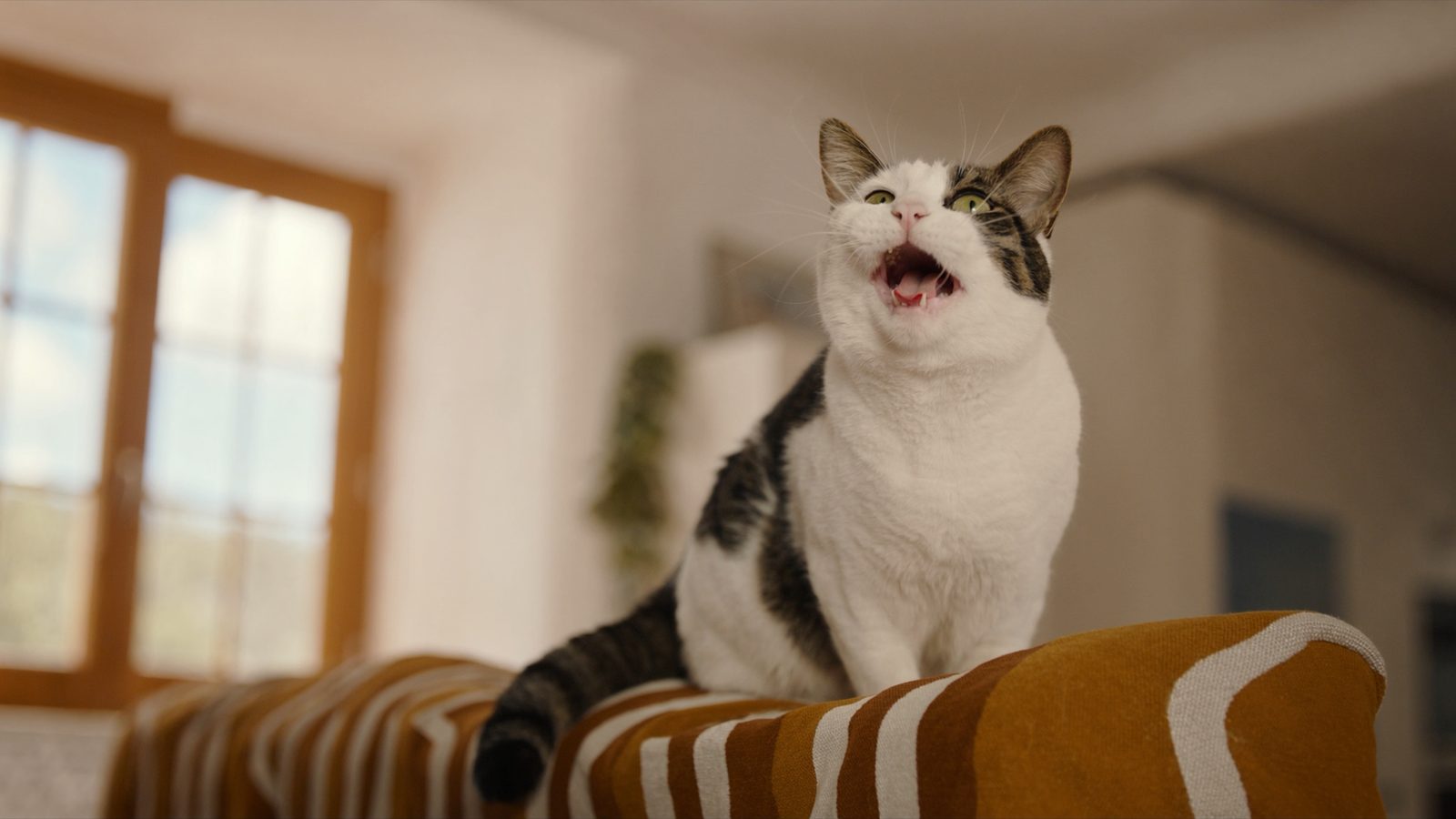 Pienso gato castrado tendencia engordar