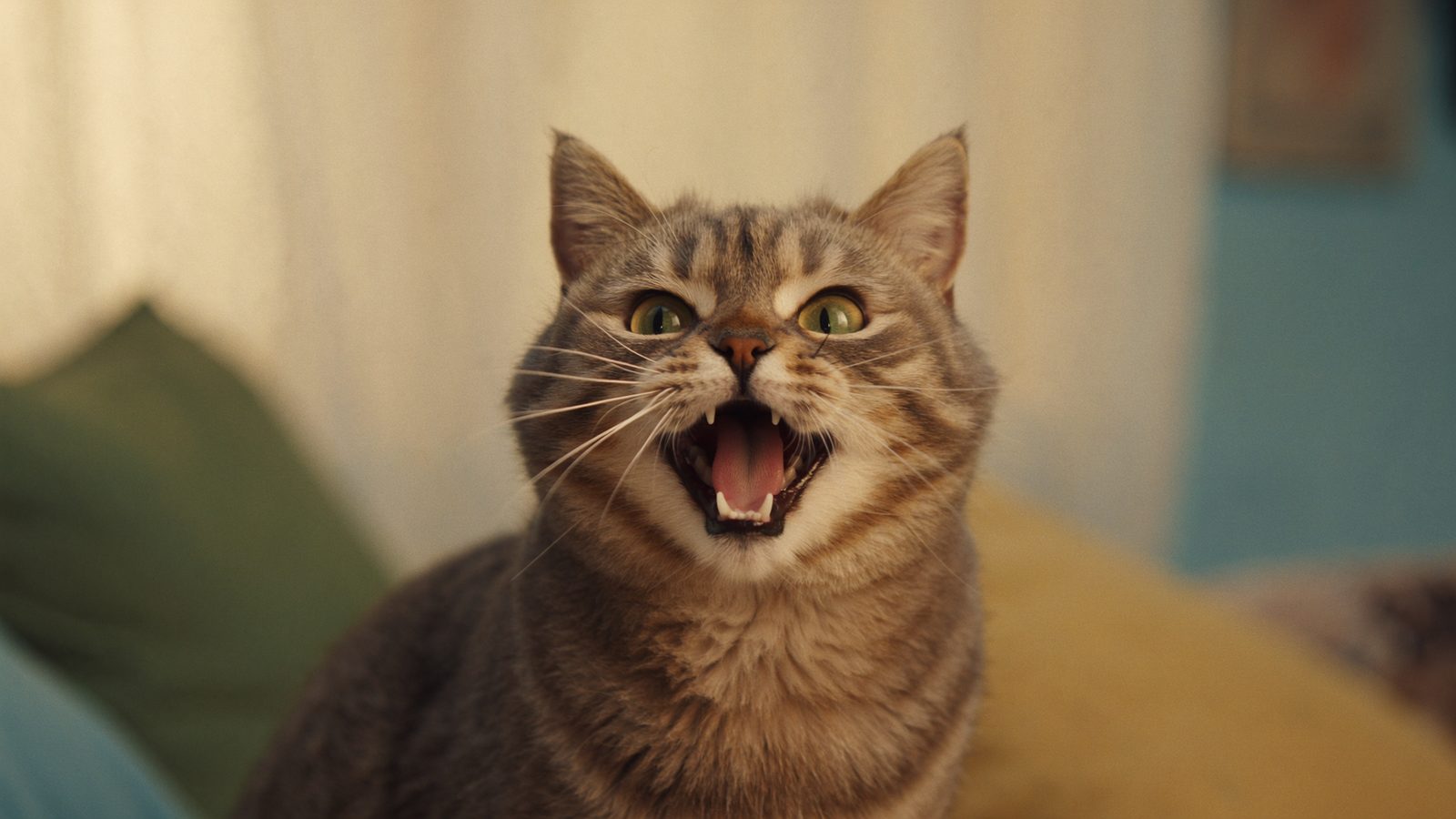 Pienso gato diabetes