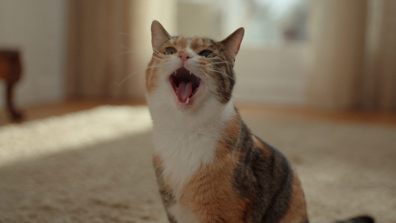 Pienso gato esterilizado bajo magnesio