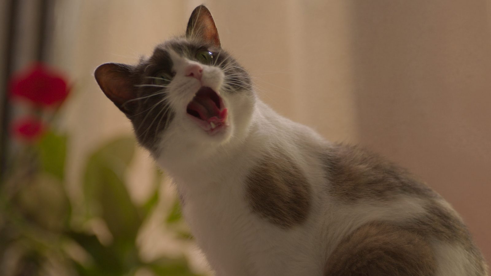 Pienso gato insuficiencia renal inicial