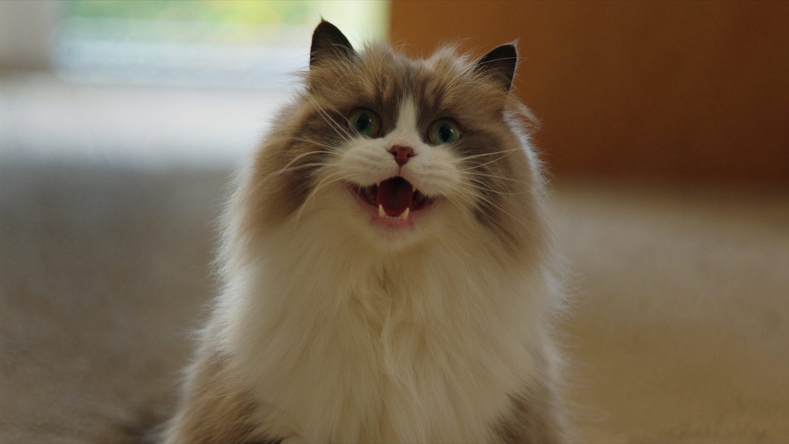 Pienso gato renal