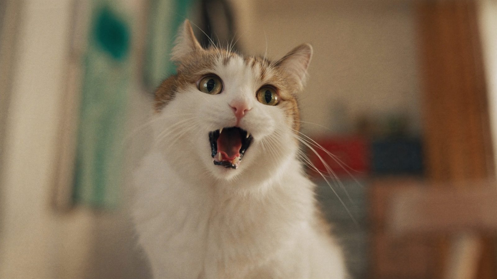 Pienso gato sensible grain free