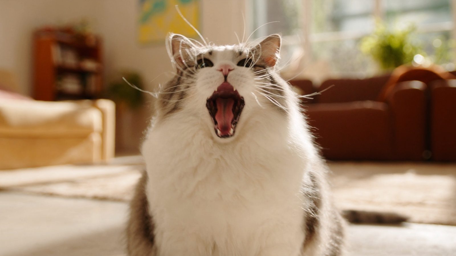 Pienso gato sobrepeso