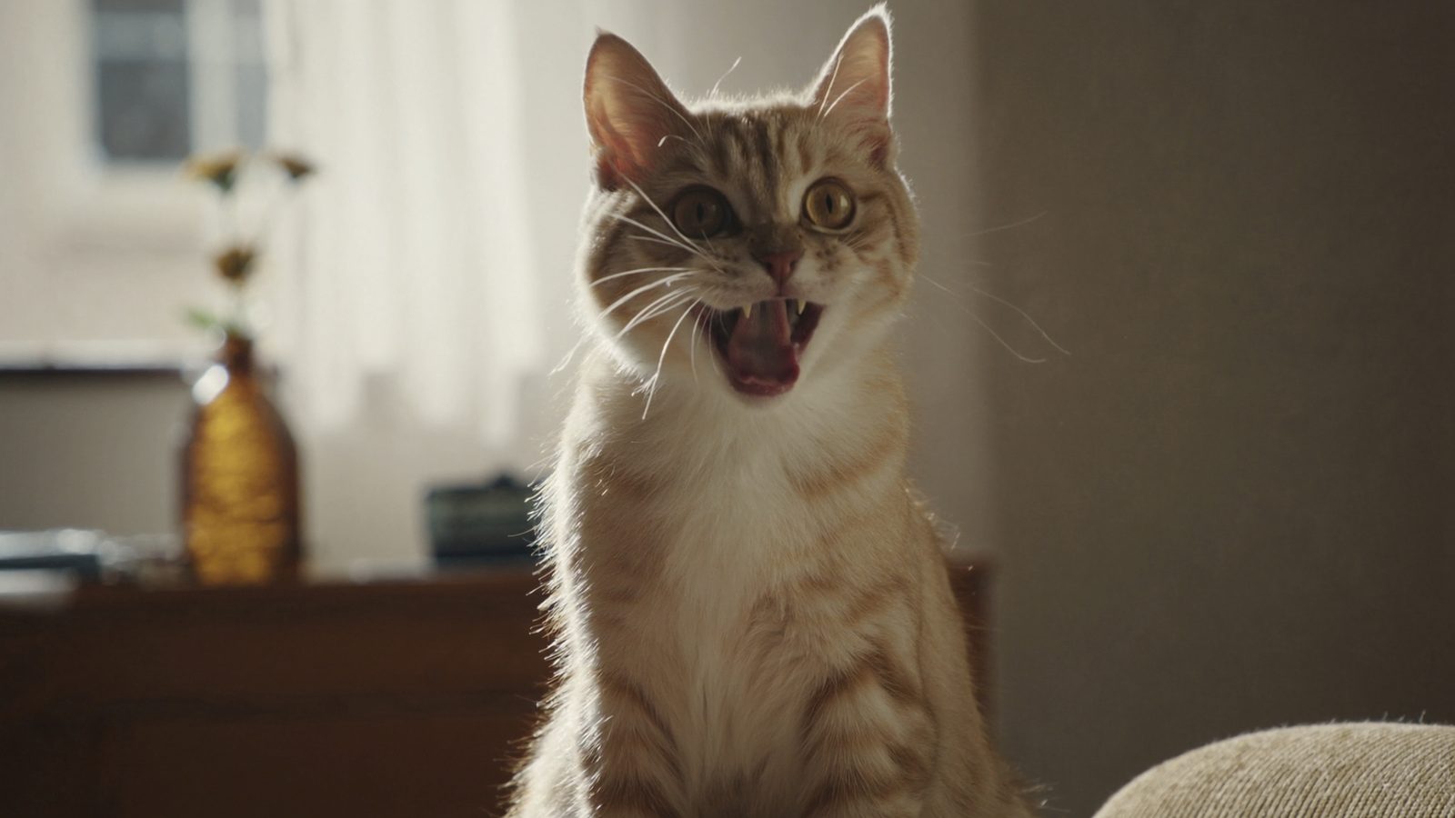 Pienso gatos ultima esterilizados