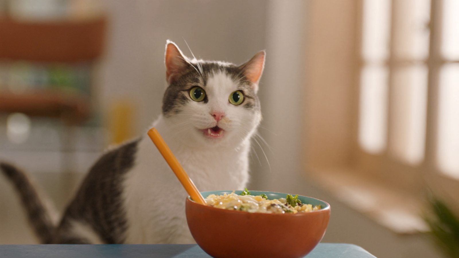 Pienso sin cereales gato